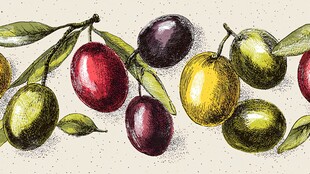 手绘多彩橄榄与绿叶