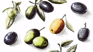 手绘橄榄图绘
