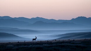 旷野孤鹿伴远山晨雾