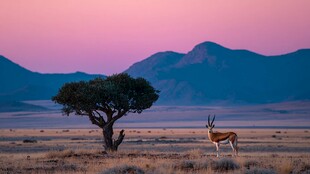 草原孤树旁的优雅羚羊