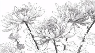 白描菊花图
