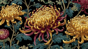 绚丽多彩菊花绽放图景