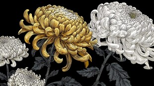 金白菊花绽放图