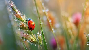 晨露中的瓢虫与草