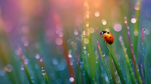 晨露中瓢虫栖于青草尖