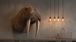 海象头骨装饰 营造独特氛围