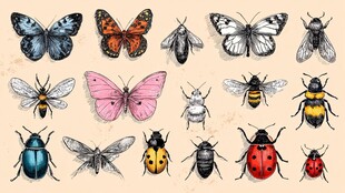 多彩昆虫插画集