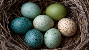 鸟巢中的多彩鸟蛋