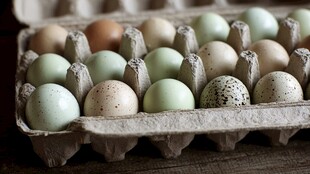 土鸡蛋装在纸盒中