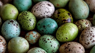 多彩斑点鹌鹑蛋特写