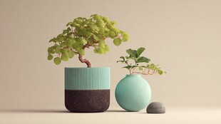 清新绿植盆栽组合展示