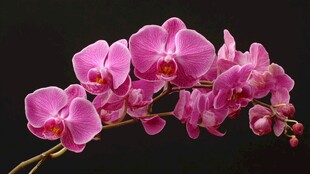 娇艳粉蝶兰绽放美丽瞬间