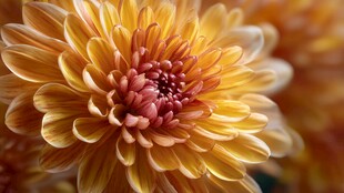 金黄菊花绽放美丽瞬间