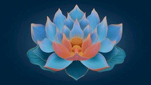 梦幻蓝粉莲花绽放