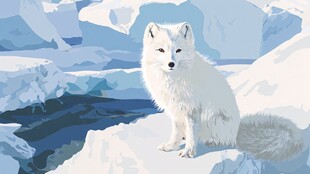 冰原上的雪白北极狐