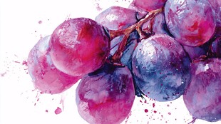 水彩绘紫葡萄硕果