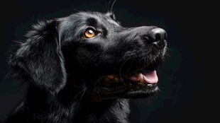 黑犬仰首特写 眼神灵动