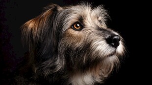 可爱长毛犬的特写瞬间