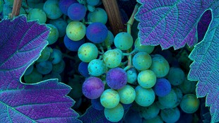 梦幻色彩的葡萄与叶片