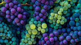 多彩葡萄堆叠的视觉盛宴