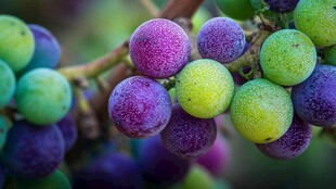 多彩葡萄挂枝的诱人瞬间