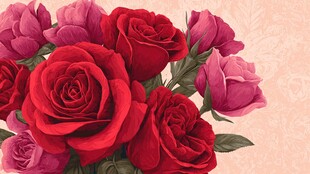 艳丽玫瑰花卉插画