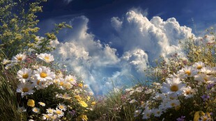 蓝天白云下的绚烂花海