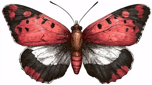 红黑相间蝴蝶精美特写