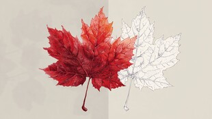 枫叶 实物与线稿对比图