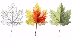 三色枫叶插画展现自然之美