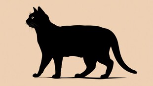 黑猫剪影 优雅的行走姿态