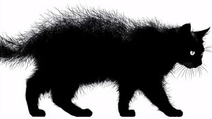 黑猫剪影 毛发蓬松姿态酷