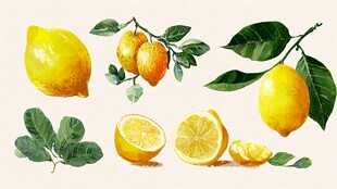水彩风柠檬及枝叶插画