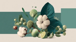 清新绿植棉花静物组合