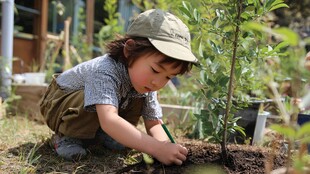 小孩专注栽种小树苗
