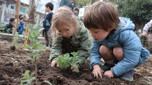 儿童田园间专注栽种幼苗