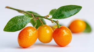 金桔带叶果实特写