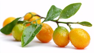 枝头金桔带叶清新可爱