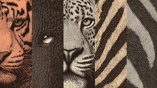 野生动物面部与纹理特写