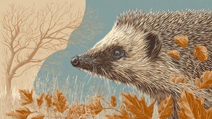 秋日里的刺猬与落叶