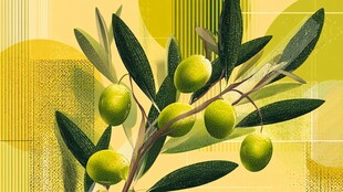 翠绿橄榄枝 清新自然风