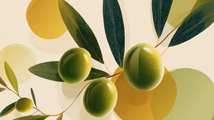 青橄榄枝叶插画