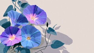 梦幻蓝紫色牵牛花插画