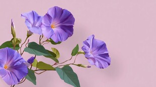 紫色牵牛花特写静物图