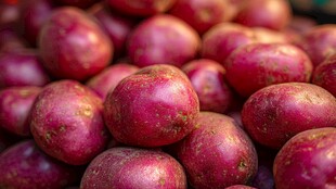 红皮土豆堆 色泽诱人