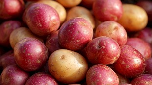 新鲜多彩土豆堆