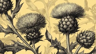 复古风蓟花植物图案