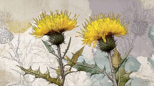 两朵艳丽蓟花插画欣赏