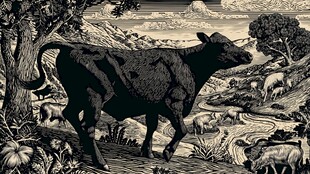 草原上的独行黑牛