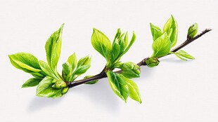 嫩绿枝叶 清新自然之美